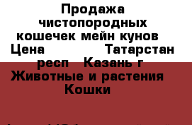 Продажа чистопородных кошечек мейн-кунов › Цена ­ 10 000 - Татарстан респ., Казань г. Животные и растения » Кошки   